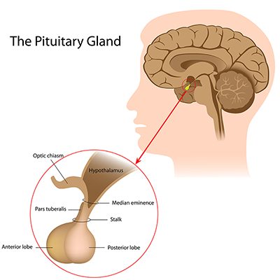 Illustration of the pituitary gland