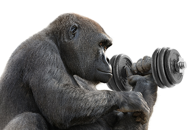 Silverback gorilla lifting weights
