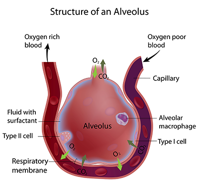 Capillaries