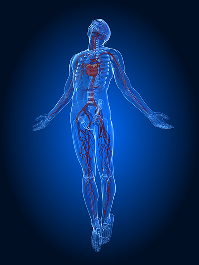 Illustration of the circulatory system